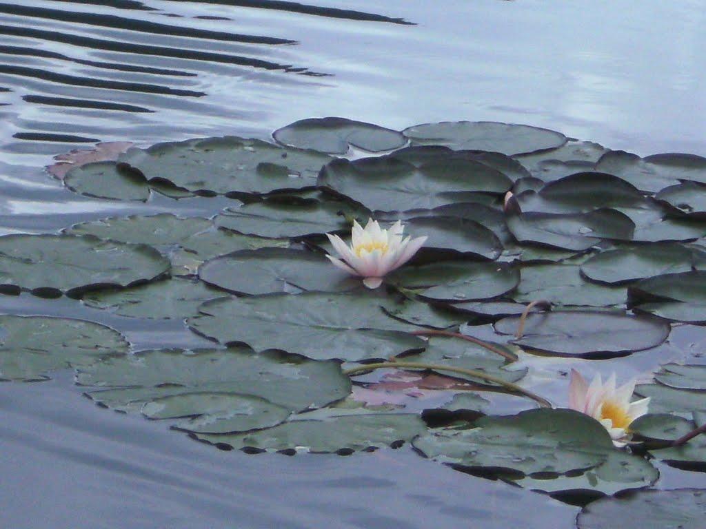 Сопіт з panoramio.com - Сопіт