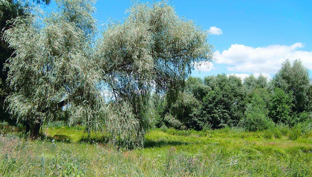 Звенигородка з panoramio.com - Zvenigorodka
