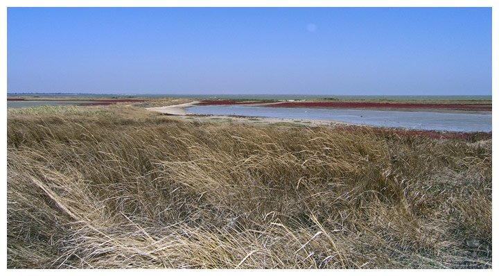 Передмістне з panoramio.com - Предмостное