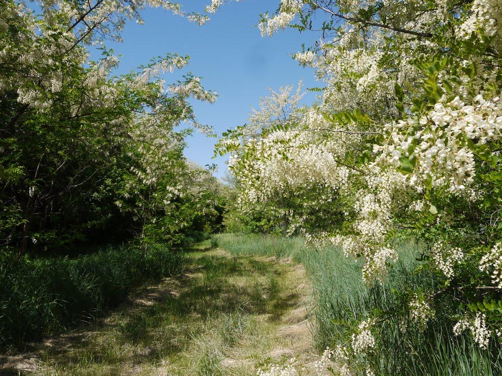 Софіївка з panoramio.com - Софиевка