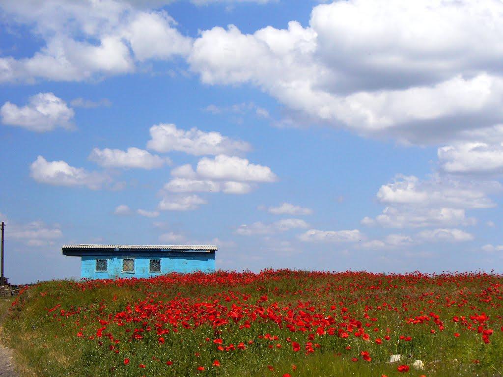 Новоозерне з panoramio.com - Новоозерне