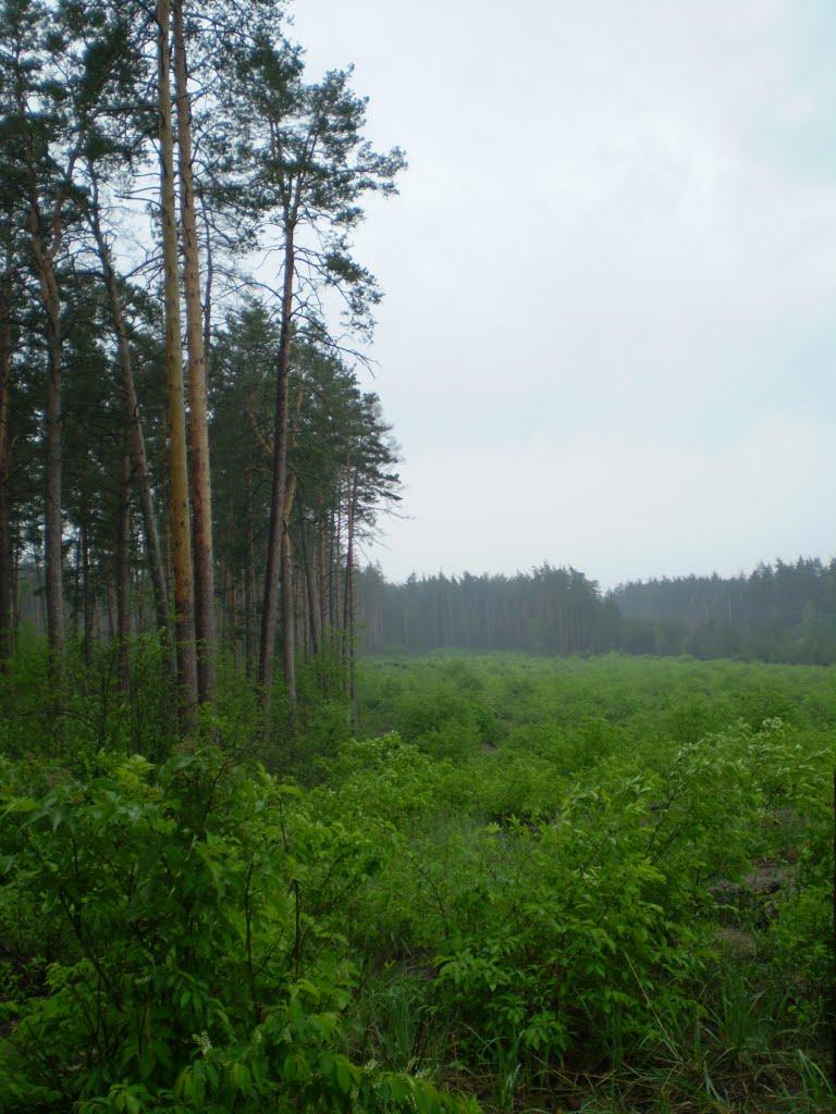 Гута-Межигірська з panoramio.com - Гута-Межигорская