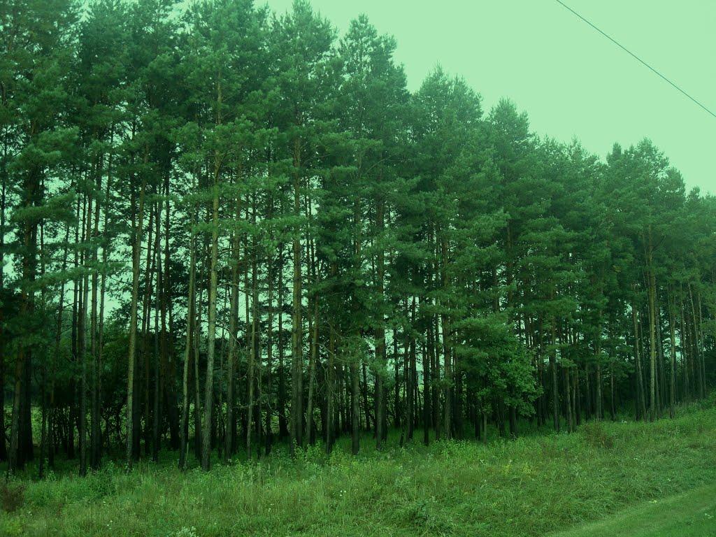 Кам'янка з panoramio.com - Кам'янка