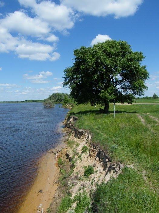 Миси з panoramio.com - Mysy