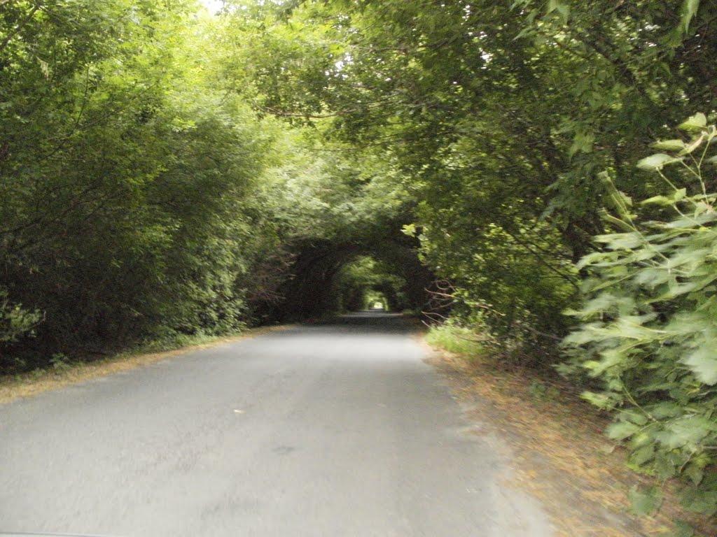 Пелагеївка з panoramio.com - Пелагеевка