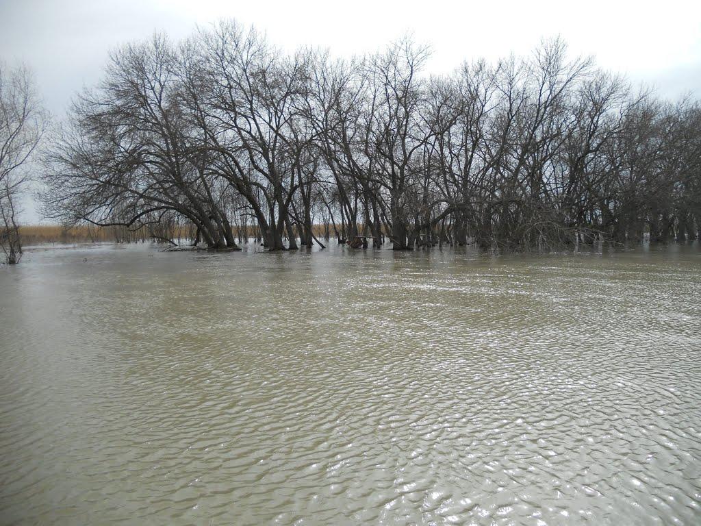 Ліски з panoramio.com - Лески