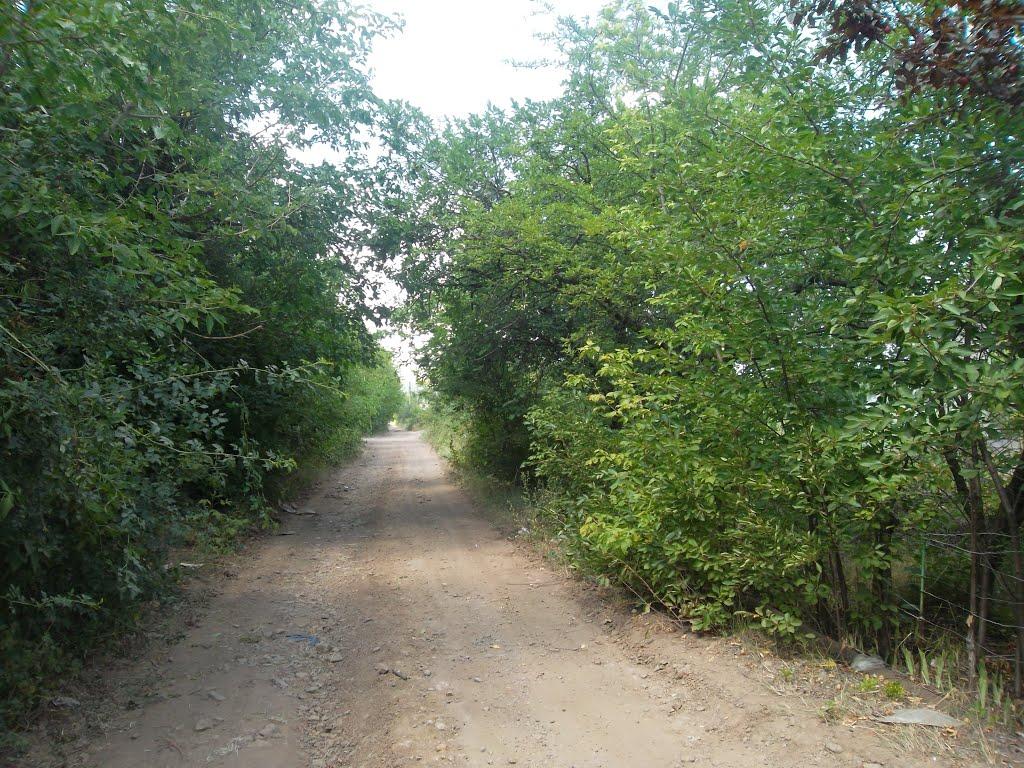 Панкратове з panoramio.com - Панкратово