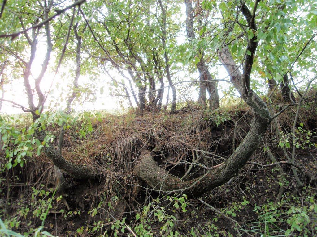 Шевченкове з panoramio.com - Шевченкове