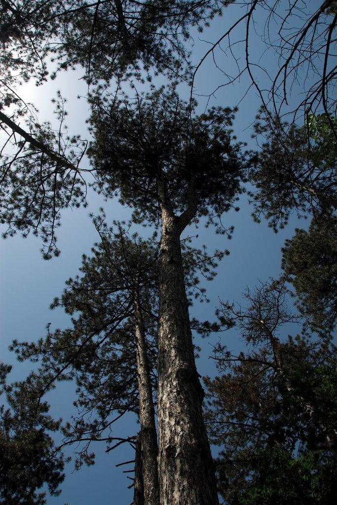 Зелений Гай з panoramio.com - Зеленый Гай