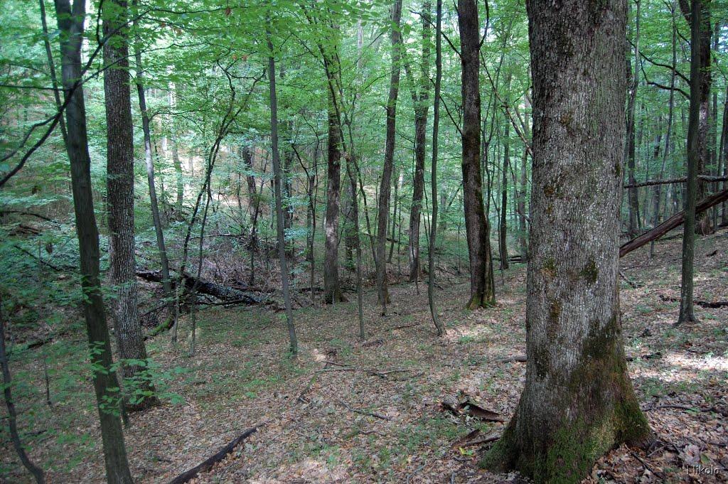 Нижнє Солотвино з panoramio.com - Нижнее Солотвино