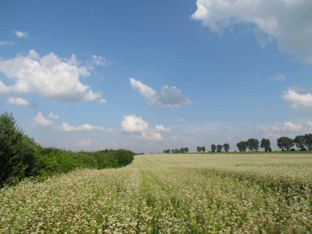 Кобзарівка з panoramio.com - Kobzarivka