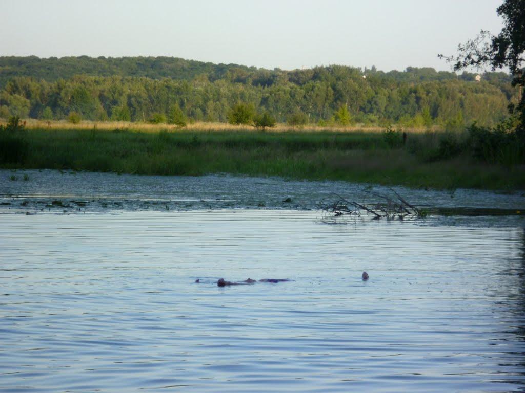 Матяшівка з panoramio.com - Матяшовка