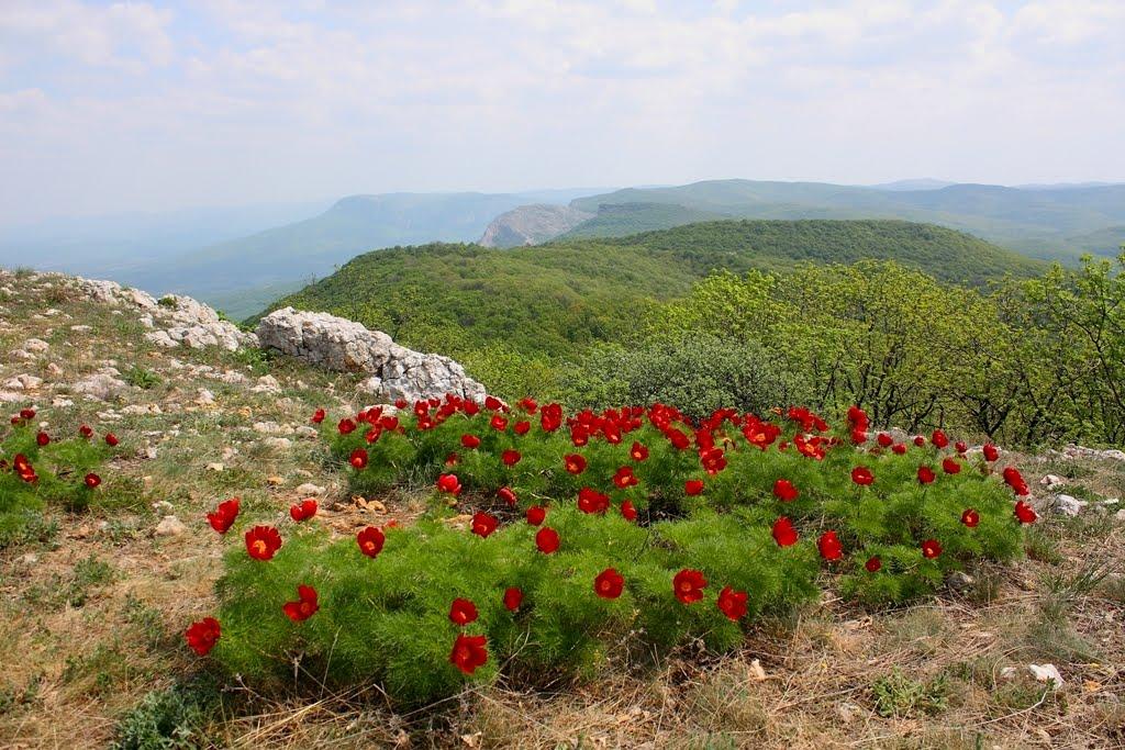Багата Ущелина з panoramio.com - Bagata Uschelyna