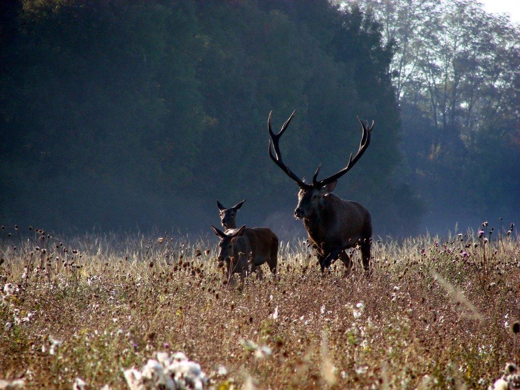 Косонь з panoramio.com - Косонь