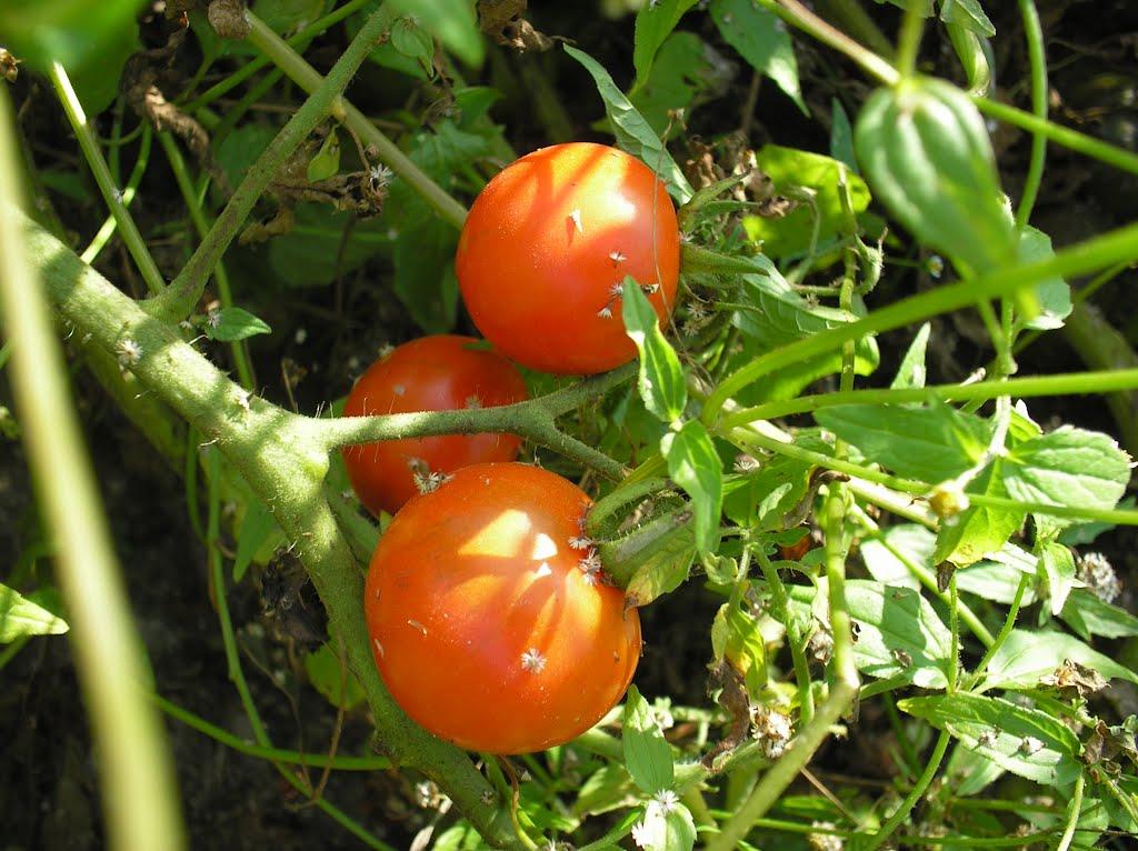 Сушки з panoramio.com - Сушки