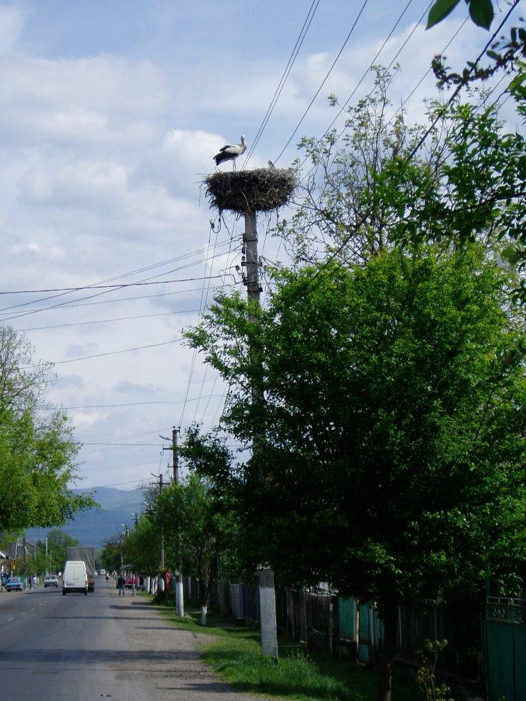 Буштино з panoramio.com - Буштыно