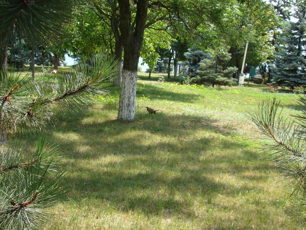 Приморськ з panoramio.com - Приморск