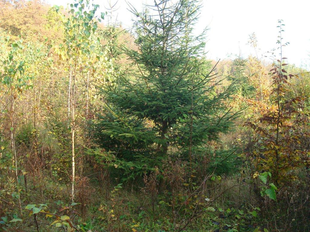 Пархомівці з panoramio.com - Пархомівці