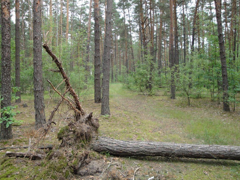 Скиток з panoramio.com - Скиток