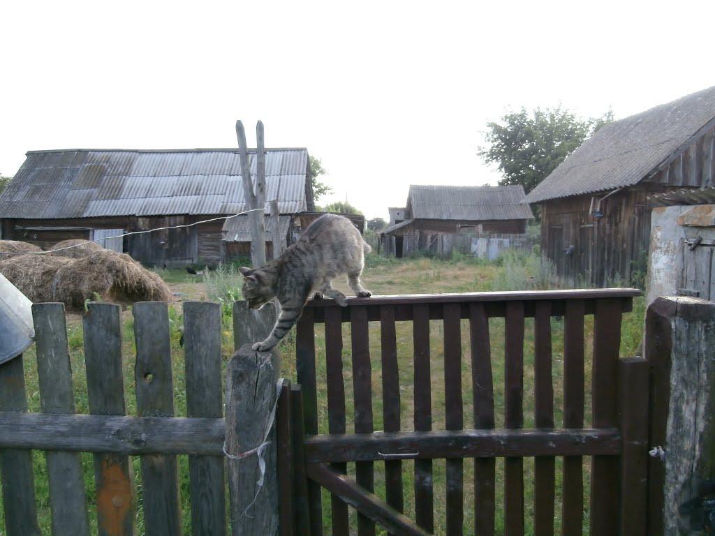 Ниговищі з panoramio.com - Ниговищі