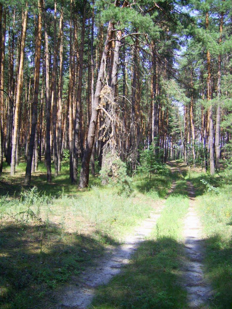 Бірки з panoramio.com - Борки