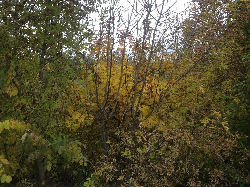 Тишевичі з panoramio.com - Тишевичі