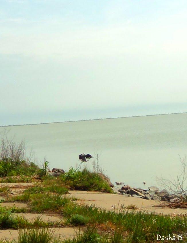 Лиман з panoramio.com - Лиман