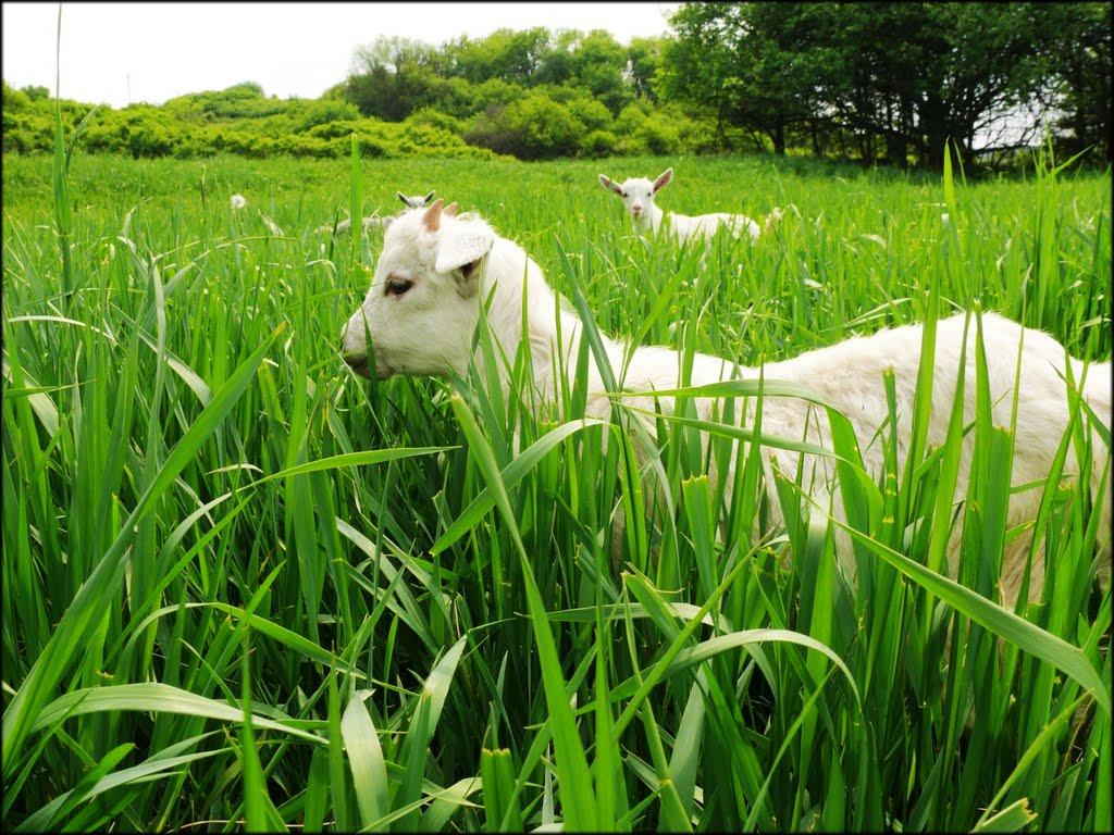 Михайлюки з panoramio.com - Михайлюки