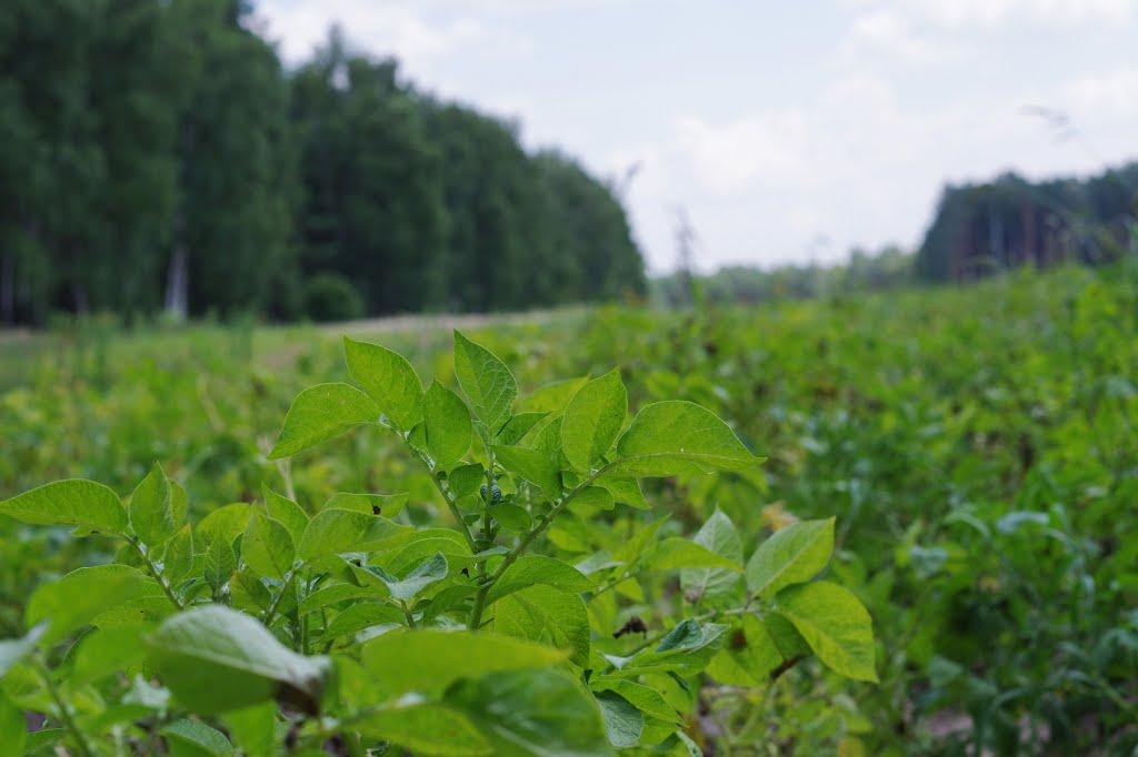 Порубка з panoramio.com - Порубка