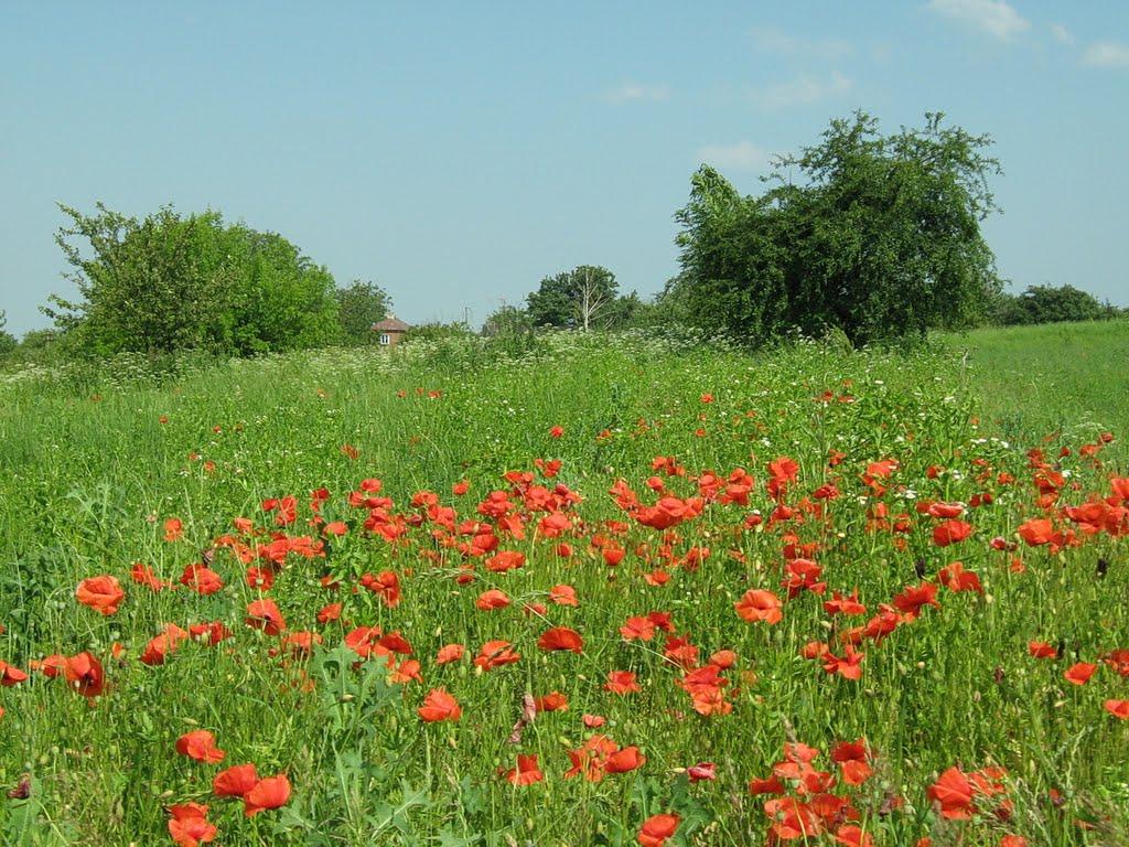 Звертів з panoramio.com - Звертів