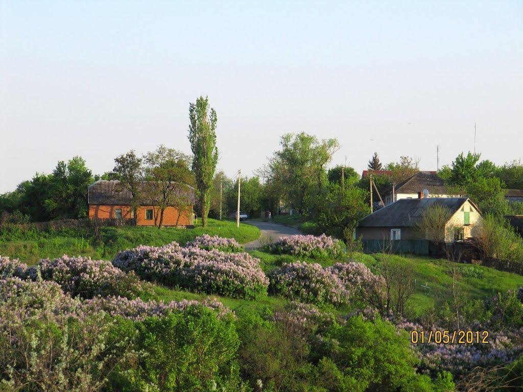 Малинове з panoramio.com - Malynove
