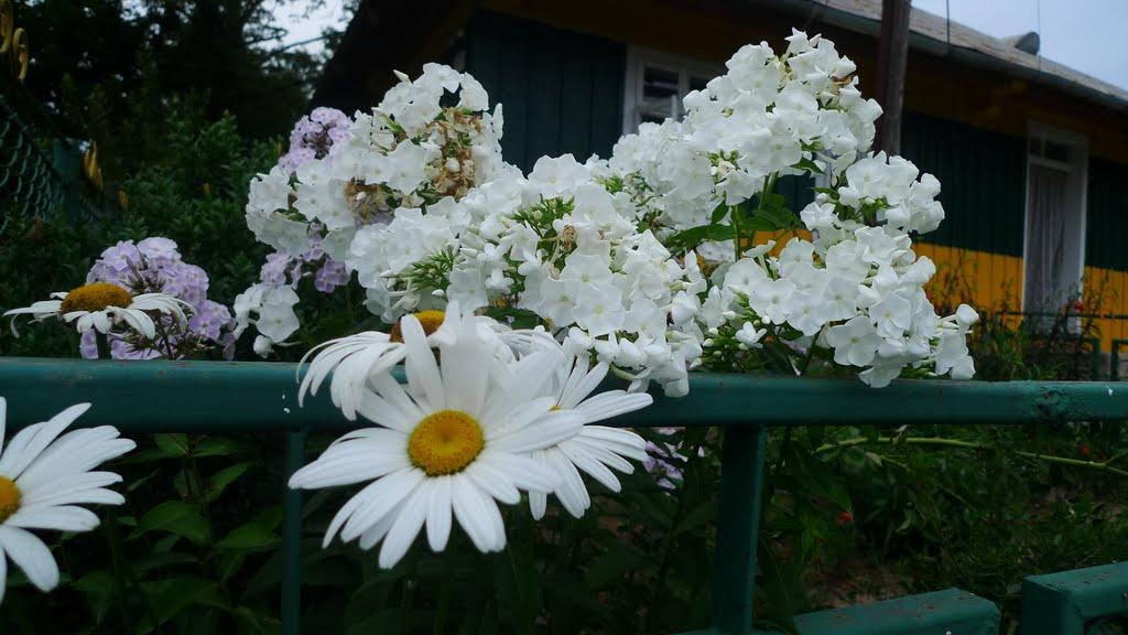 Ступниця з panoramio.com - Ступниця