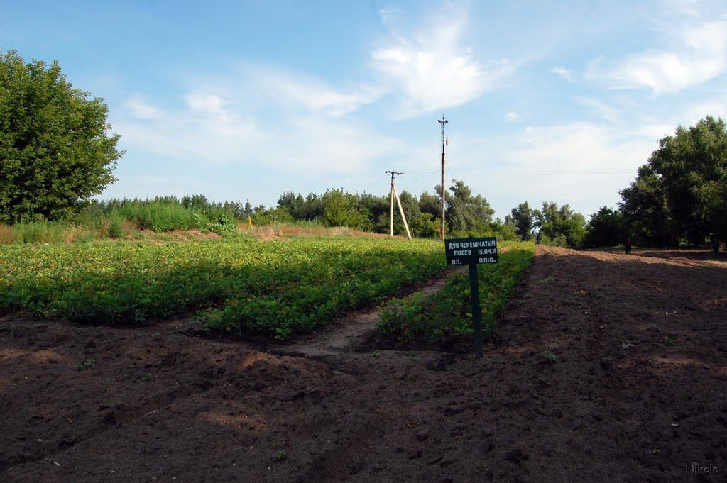 Кряківка з panoramio.com - Кряковка