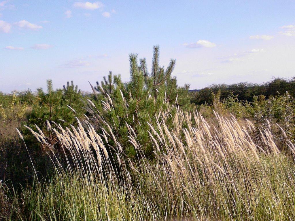 Мальовниче з panoramio.com - Мальовниче