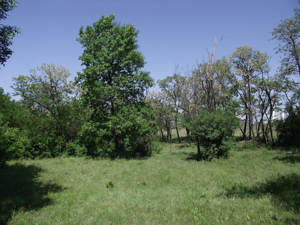 Шахтарськ з panoramio.com - Шахтарськ