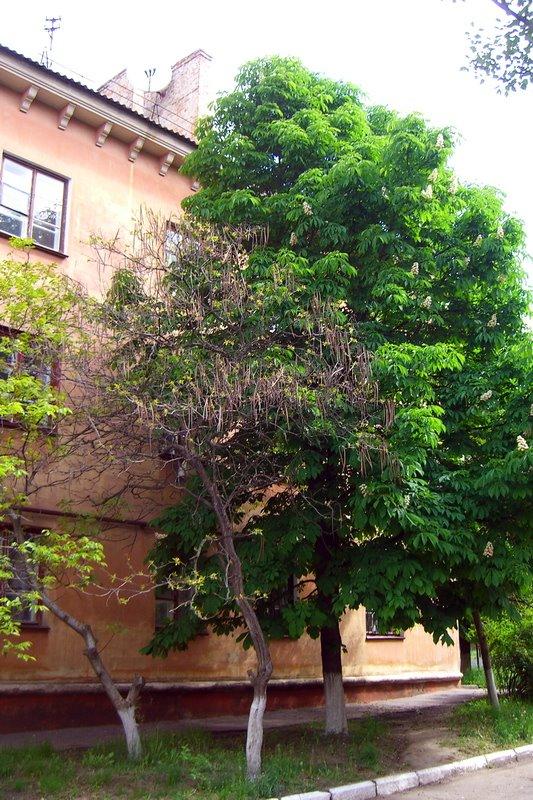 Марганець з panoramio.com - Марганец