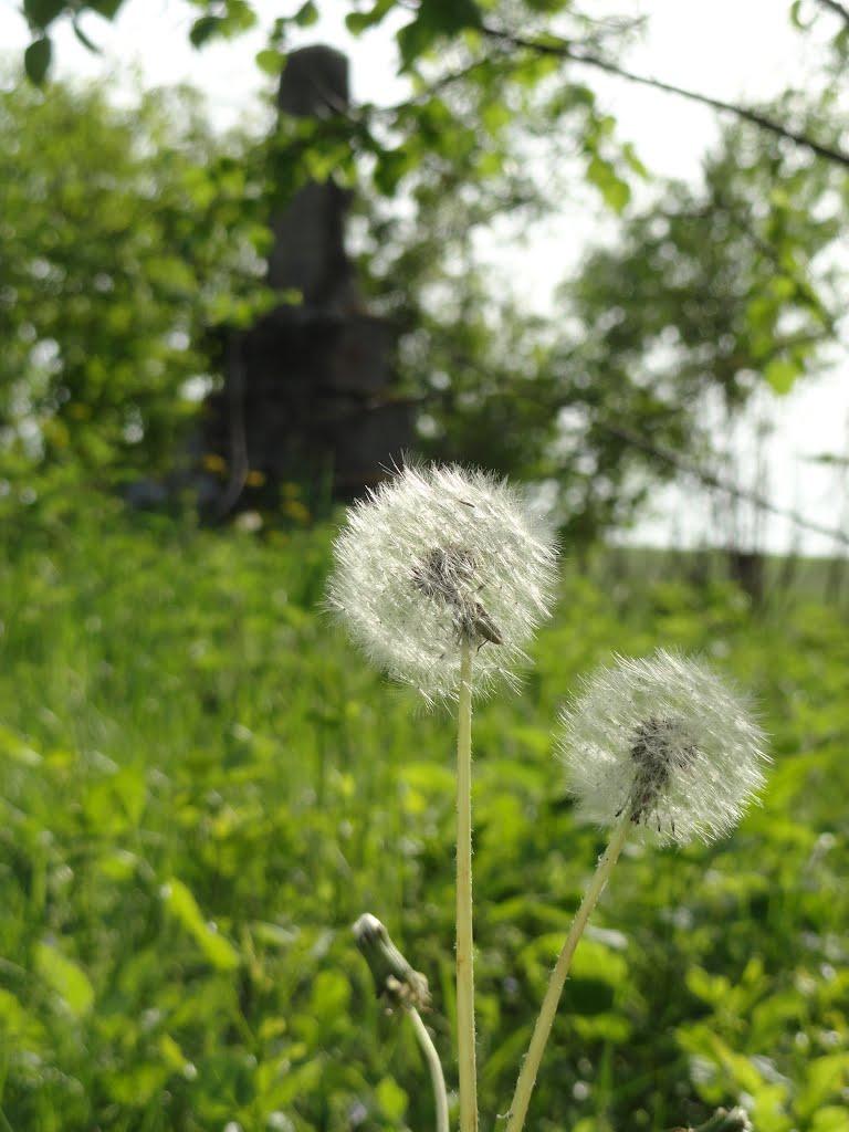 Буяни з panoramio.com - Буяни