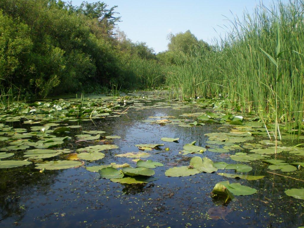 Чаплищі з panoramio.com - Чаплищі