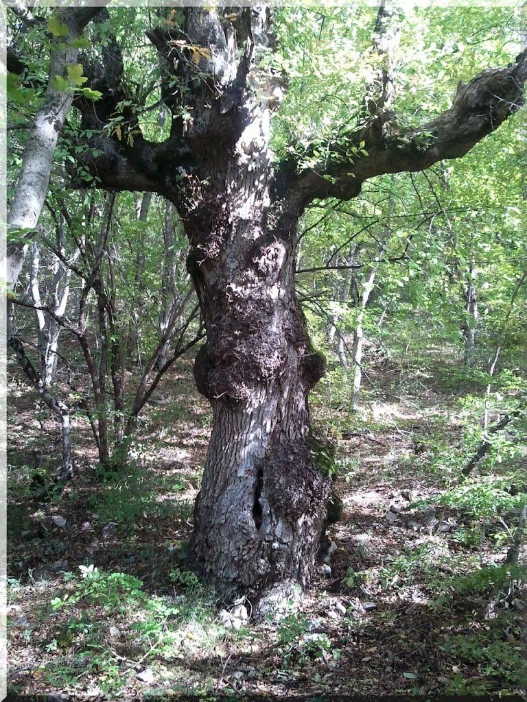 Санаторне з panoramio.com - Санаторне
