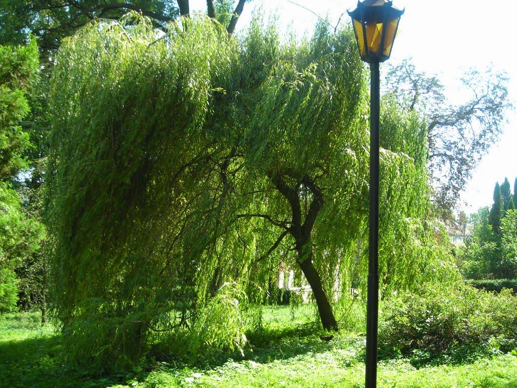 Неслухів з panoramio.com - Неслухів