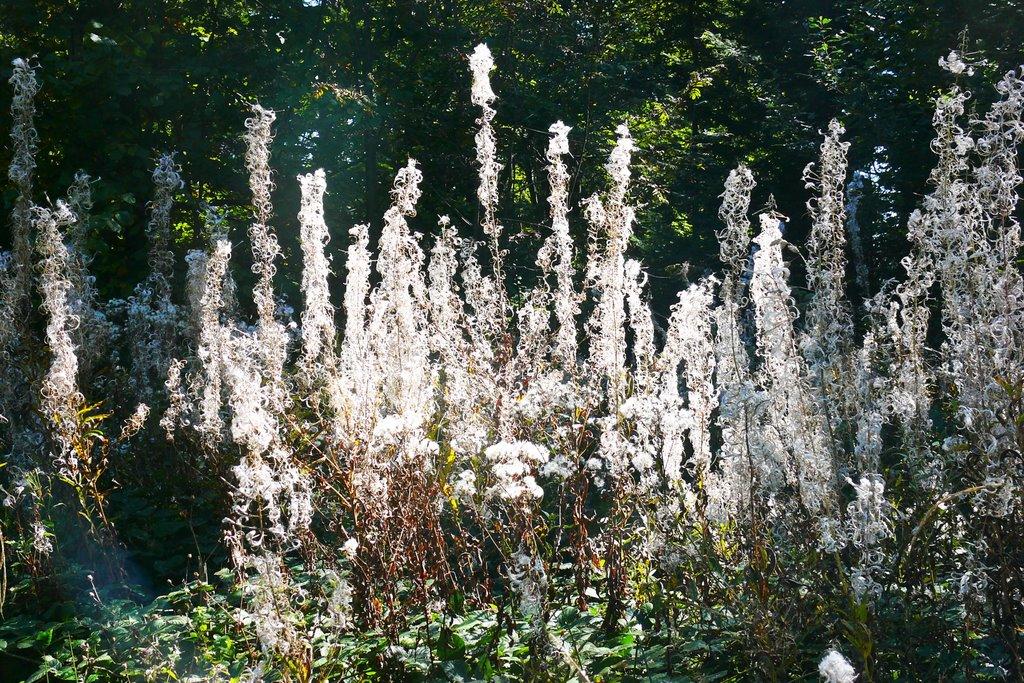 Волошиново з panoramio.com - Волошиново