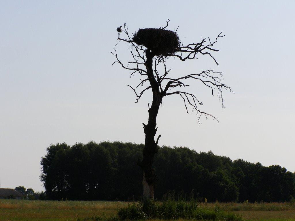 Куковицьке з panoramio.com - Куковичское