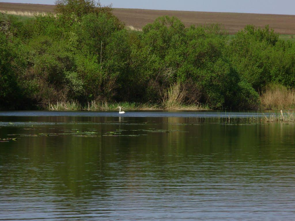 Солдатське з panoramio.com - Солдатське