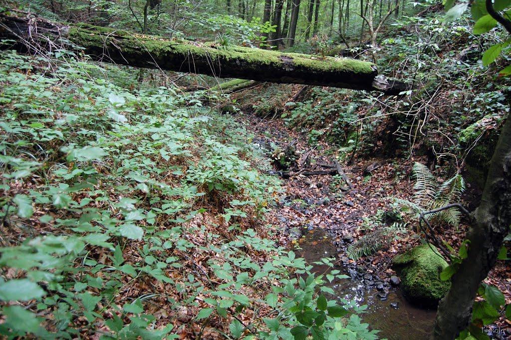 Верхня Солотвина з panoramio.com - Верхня Солотвина