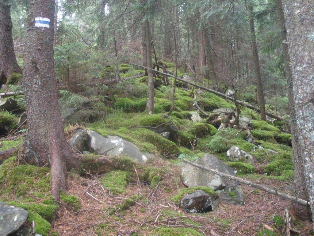 Осмолода з panoramio.com (ч.2) - Осмолода