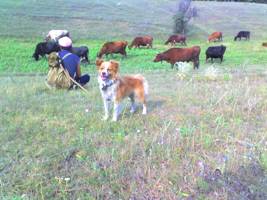 Велика Чернігівка з panoramio.com - Велика Чернігівка