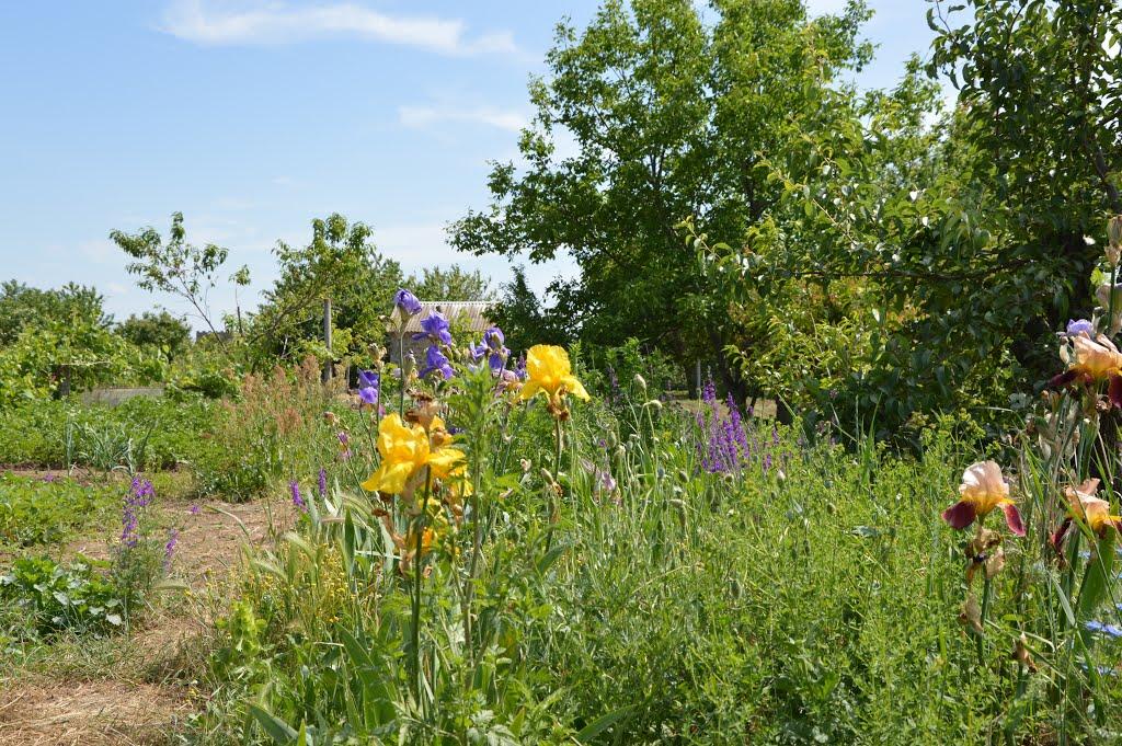 Кропоткіне з panoramio.com - Кропоткіне
