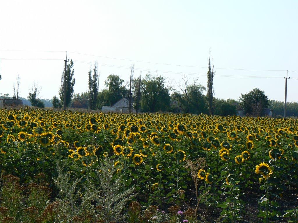Світле з panoramio.com - Світле