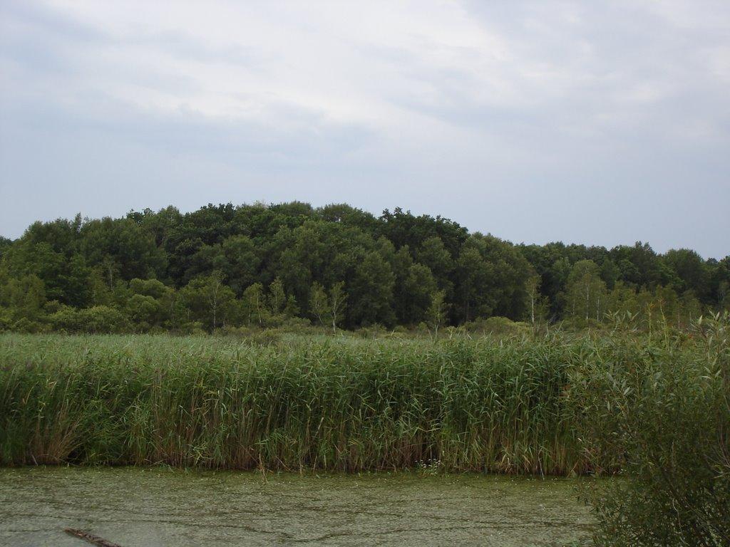 Веселе з panoramio.com - Веселое