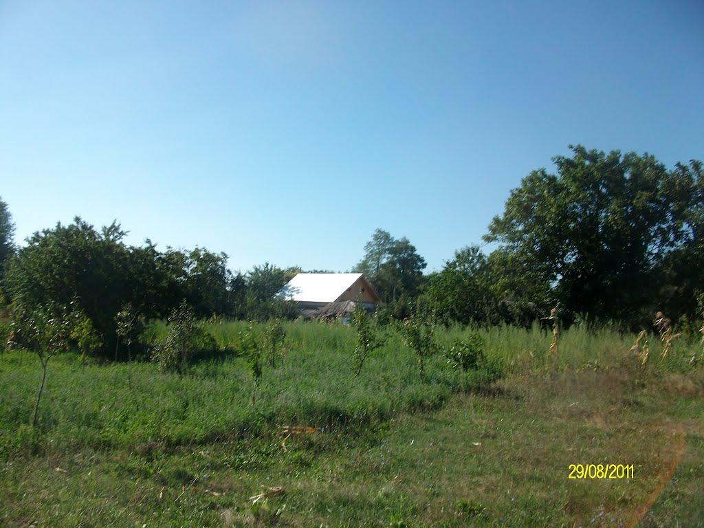 Тарасівці з panoramio.com - Тарасівці